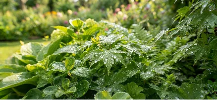 Pressure washing and soft washing in Ann Arbor, Michigan